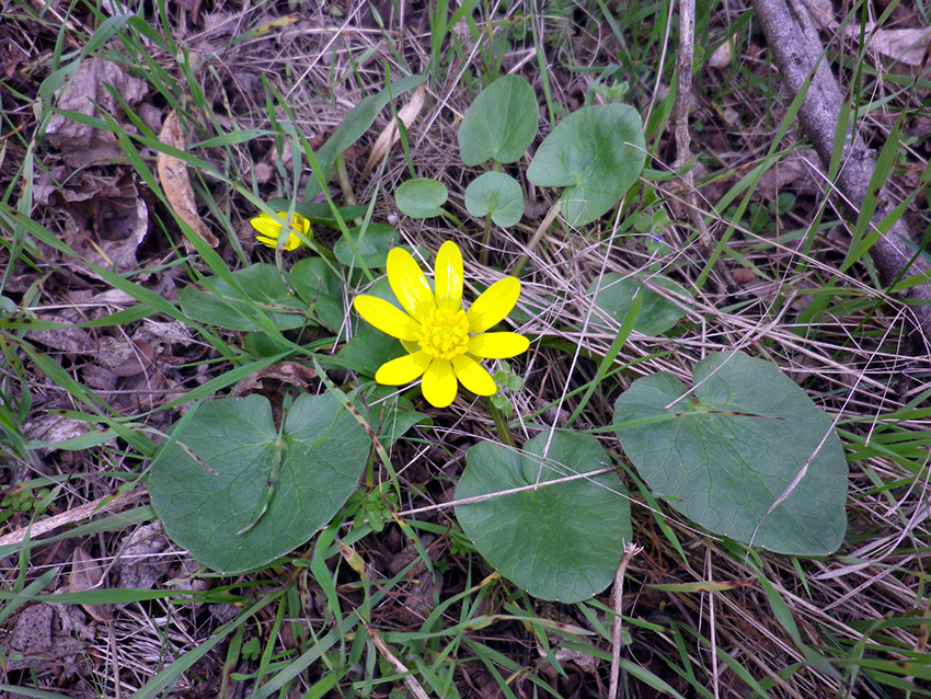  весняна (Ficaria verna L.) -